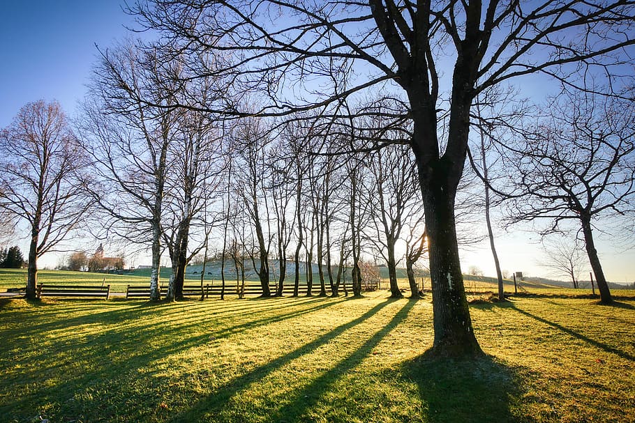 tree, backlighting, shadow, mood, meadow, landscape, bright HD wallpaper