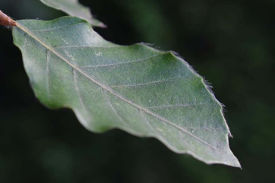 leaf, close up, green, summer, nature, plant, macro, tree, plant part HD wallpaper