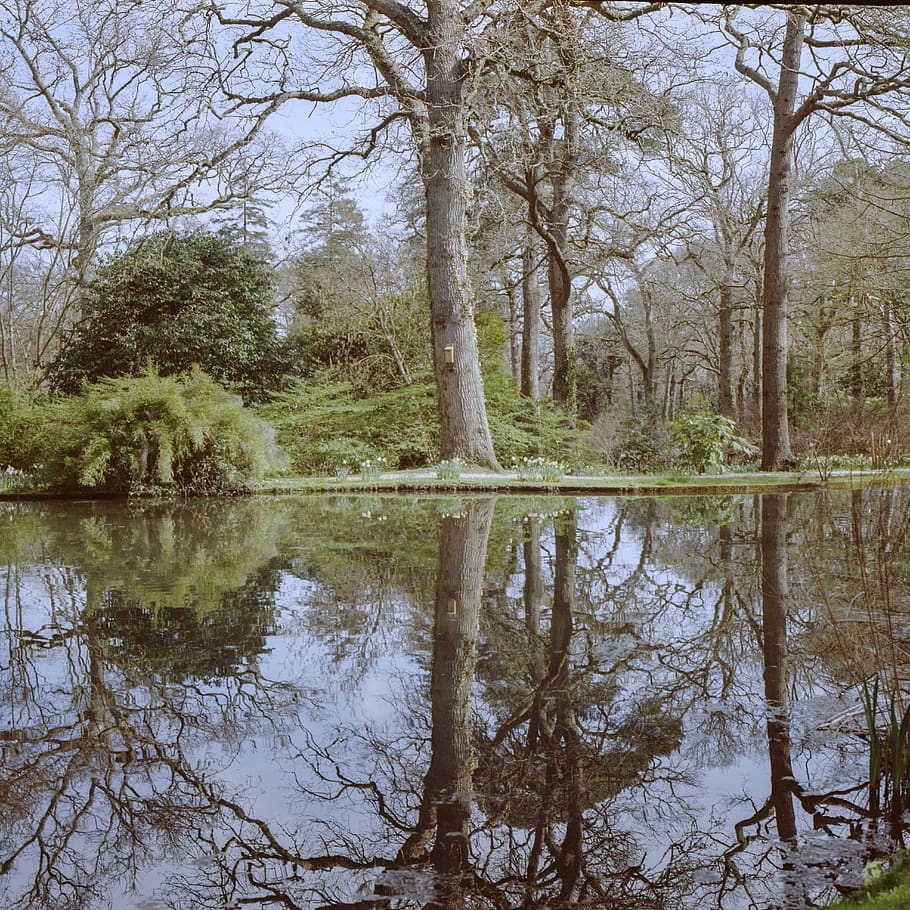 tall green tree, reflection, water, plant, tranquility, lake HD wallpaper