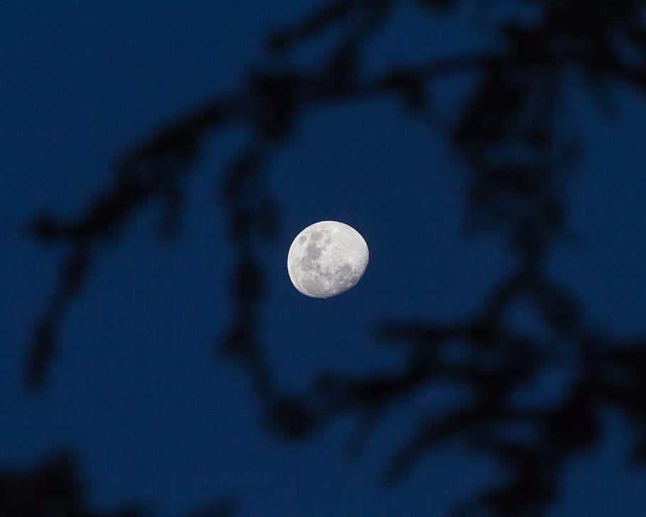view of moon, sky, tree, silhouette, astrophotography, forest HD wallpaper