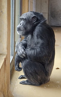 black primate, animal, ape, mammal, wildlife, gorilla, zoo, bear HD wallpaper