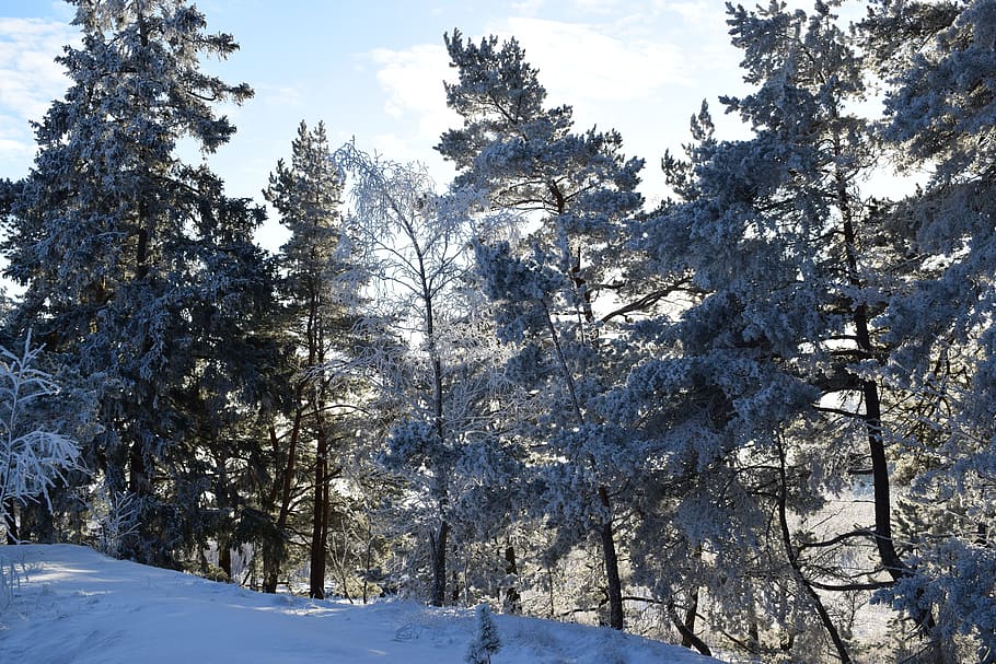 Photography of Trees During Winter, cold, daylight, environment HD wallpaper