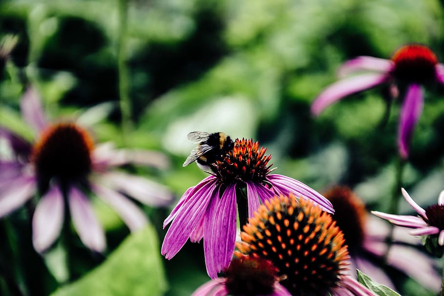 bee on a pink flower, flowering plant, beauty in nature, coneflower HD wallpaper