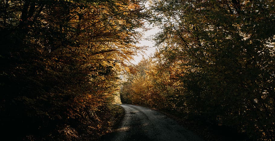 empty road surrounded by brown leaf trees during daytime, nikonphotographer HD wallpaper