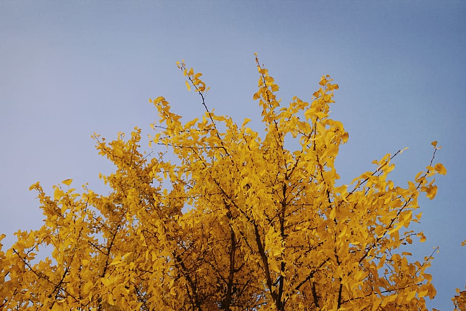 tree, plant, leaf, maple, 28 hubin rd, china, hangzhou shi HD wallpaper