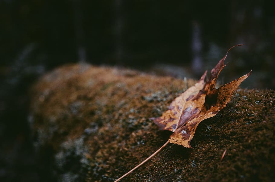 dried leaf, log, wood, moss, close up, bokeh, detail, autumn HD wallpaper