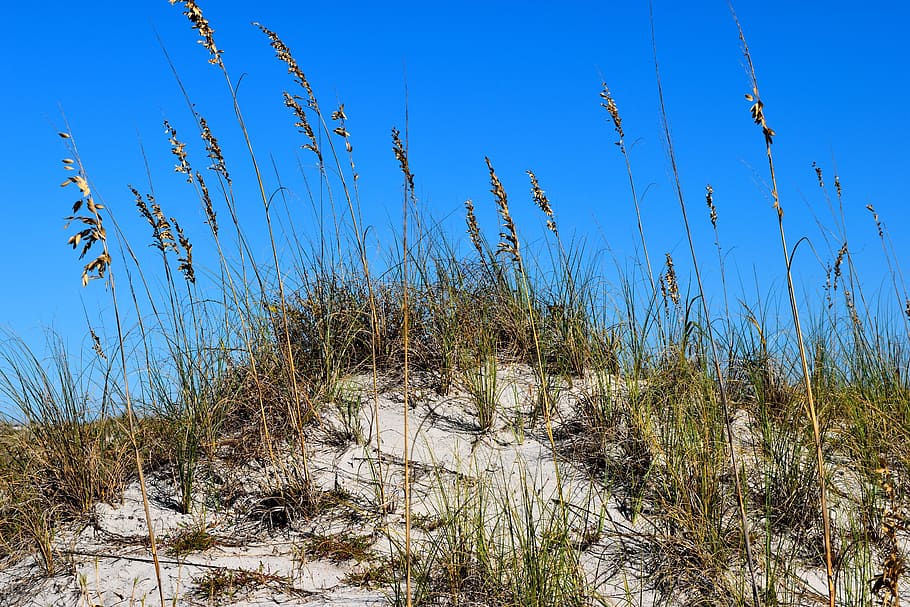 sea oats, sand dune, beach, nature, landscape, dunes, sky, coast, HD wallpaper