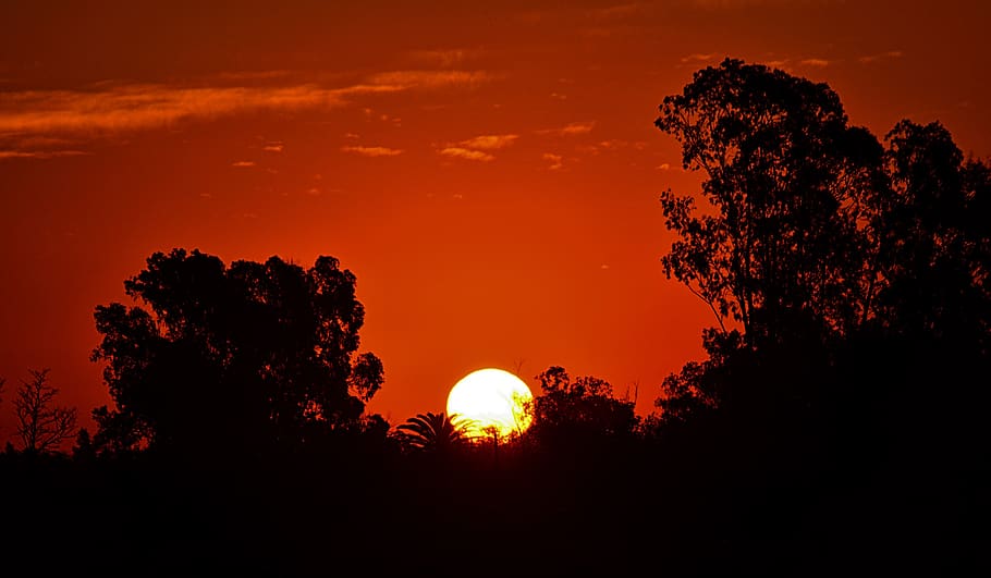 sun, sunset, landscape, nature, sky, tree, afternoon, dusk HD wallpaper