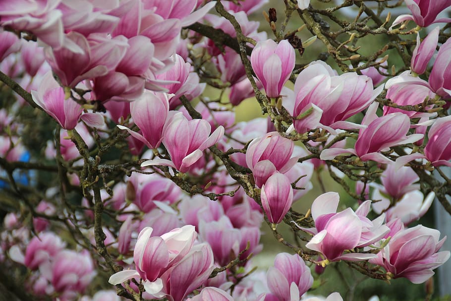 magnolia, blossom, bloom, spring, pink, blütenmeer, spring awakening HD wallpaper