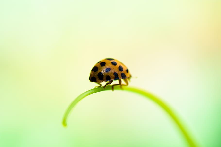 brown and black bug, one animal, animal wildlife, animal themes HD wallpaper
