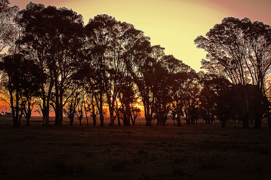 argentina, tornquist, orange, trees, silhouette, sunset, nature HD wallpaper