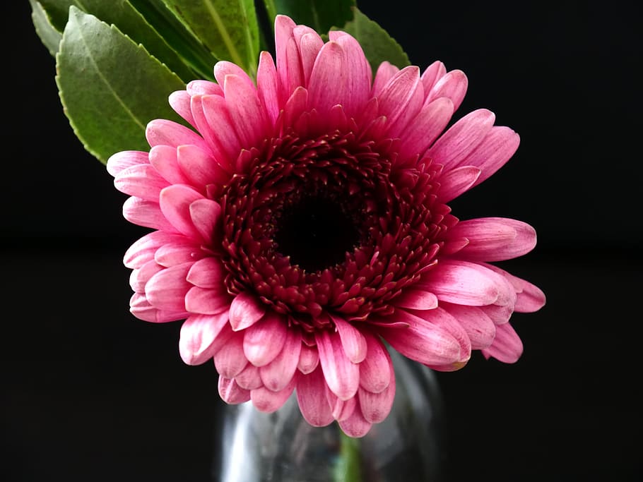 Close-Up Photography of Pink Gerbera, 4k wallpaper, beautiful HD wallpaper