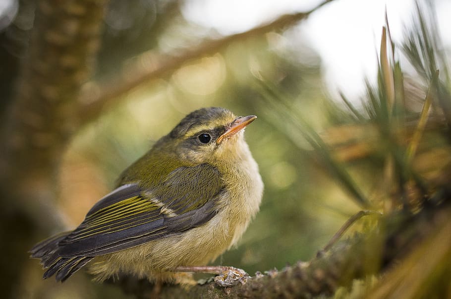 bird, outdoors, birds, tree, branch, animal, animal themes HD wallpaper