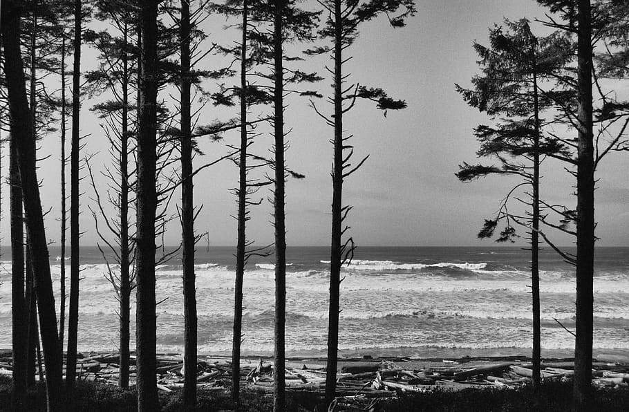 ruby beach, trees, pacific northwest, olympic national park HD wallpaper