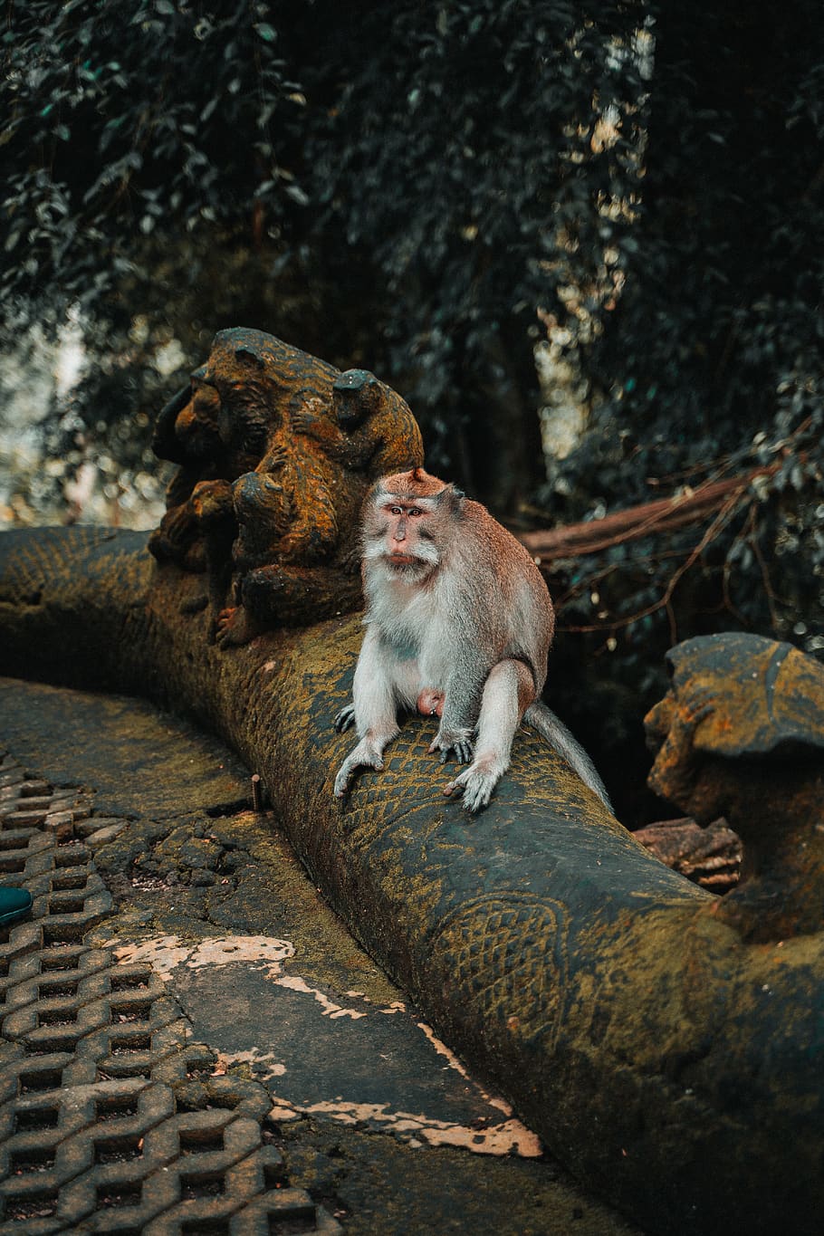 brown monkey, primate, mammal, animals in the wild, animal wildlife HD wallpaper