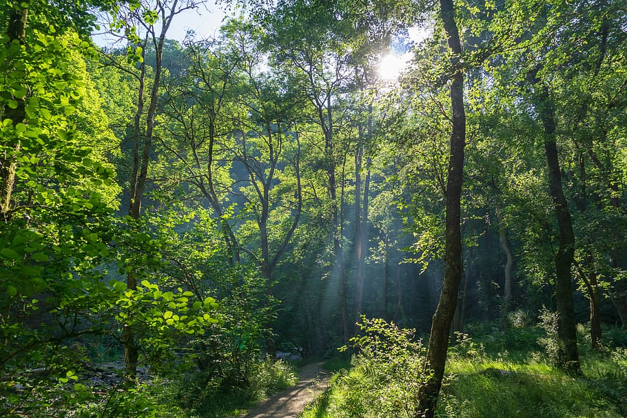 plant, vegetation, tree, land, outdoors, woodland, forest, flare HD wallpaper