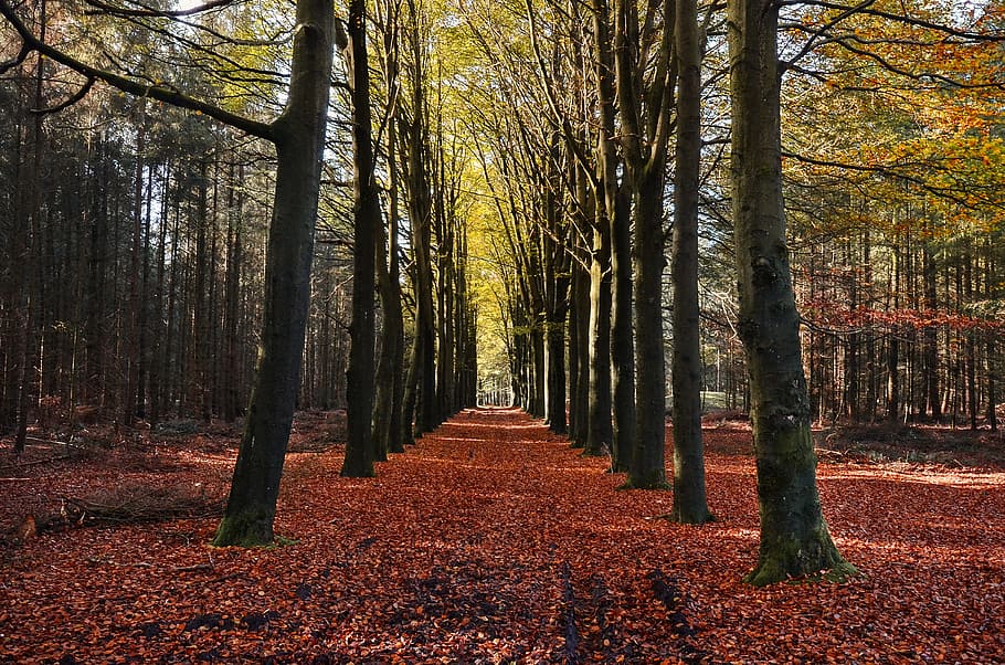 autumn, fall, trees, leaves, colors, forest, nature, plant HD wallpaper