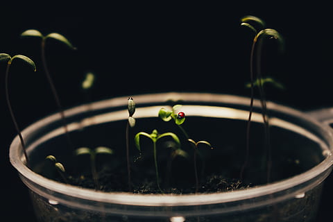 Green Plant on Clear Cup, beautiful, bloom, blooming, blur, botanical HD wallpaper