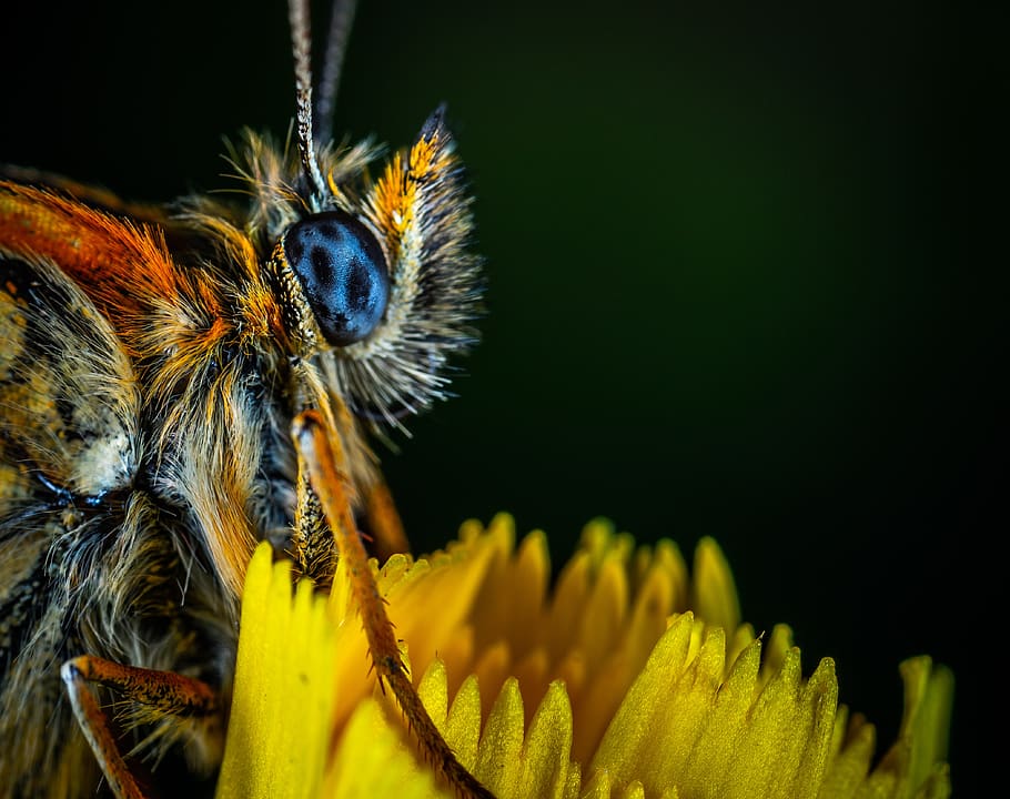 macro, insect, butterfly, lepidoptera, bespozvonochnoe, the metalmark HD wallpaper