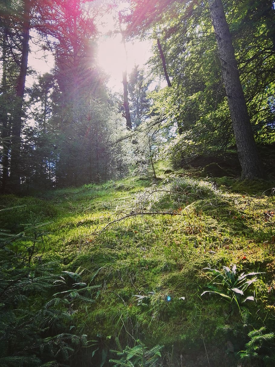 austria, light, grass, trees, nature, forest, plant, land, sunlight HD wallpaper