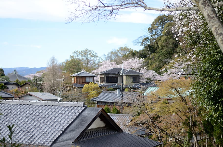 japan, kyoto, tree, built structure, architecture, building HD wallpaper