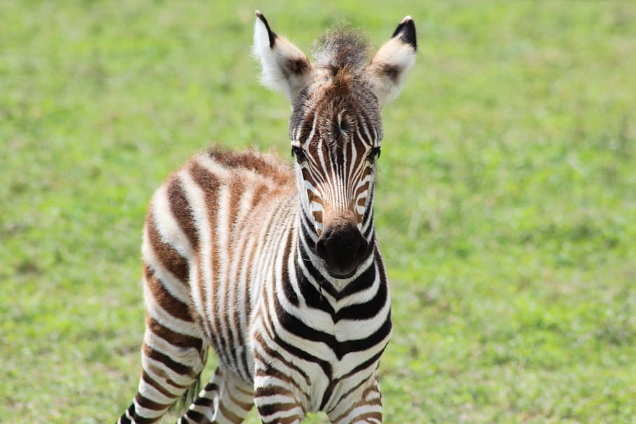 zebra, savannah, nature, stripes, animal, baby, animal themes HD wallpaper