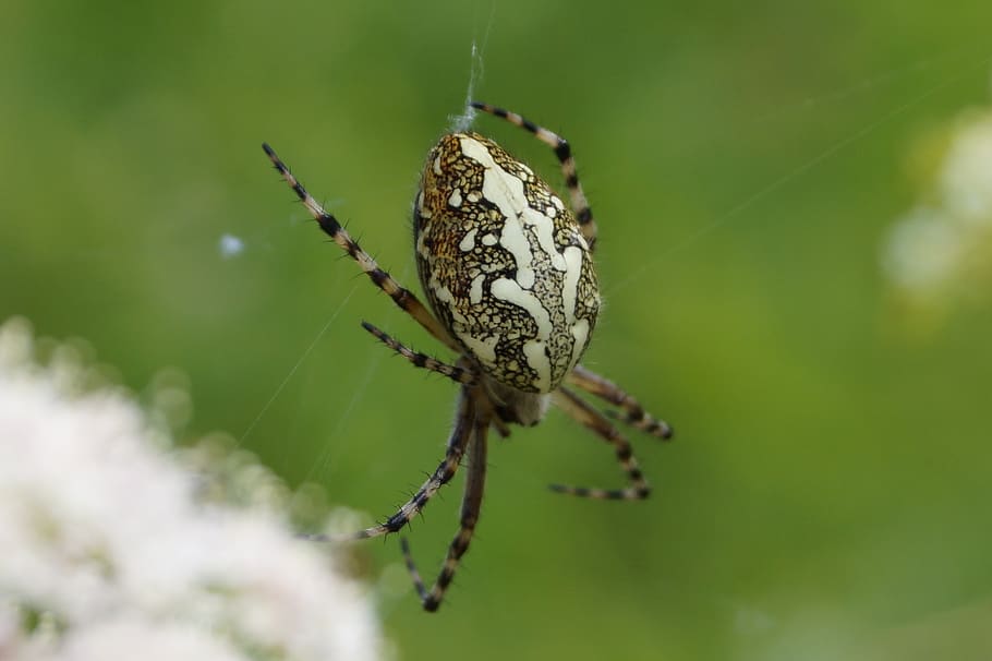 spin, fauna, bug, insect, invertebrate, animal themes, one animal HD wallpaper