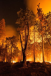 forest fire, wildfire, blaze, silhouettes, firefighters, smoke HD wallpaper