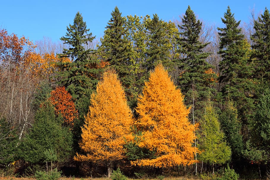 larch, fall, leaf, nature, autumn, trees, landscape, forest HD wallpaper