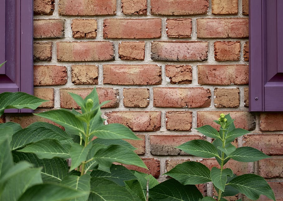 Green leaf plant in red concrete wall free photos UIHere