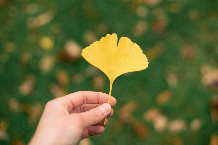 Ginkgo tree leaf, background, beauty, close, close-up, closeup HD wallpaper