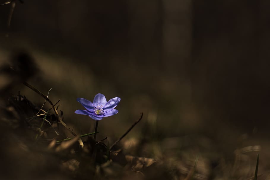 blue petaled flower, plant, blossom, geranium, anemone, flax HD wallpaper
