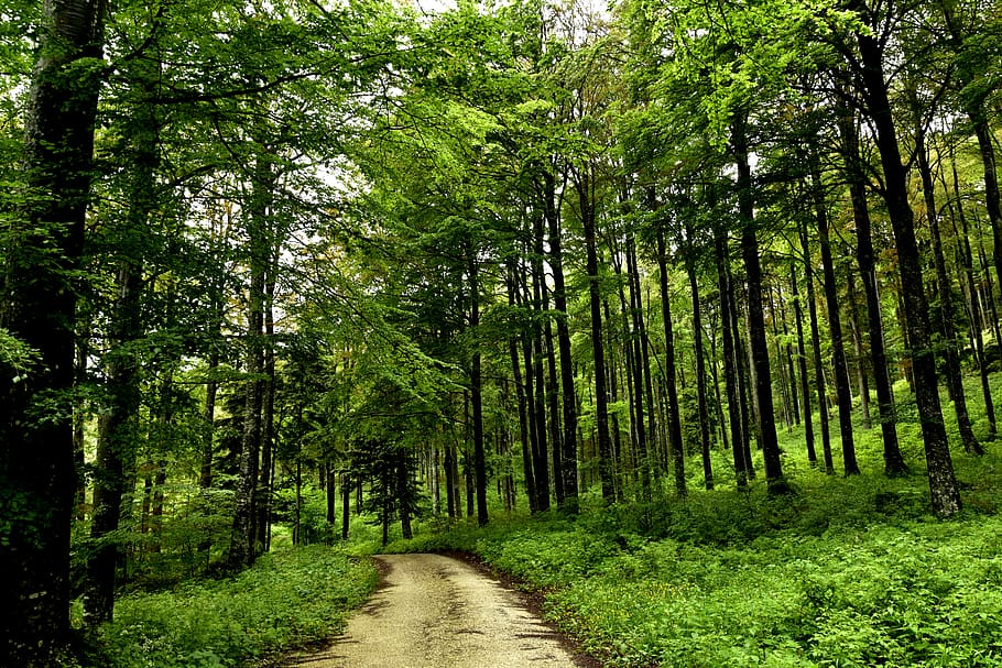 tree, plant, forest, land, direction, growth, tranquility, green color HD wallpaper