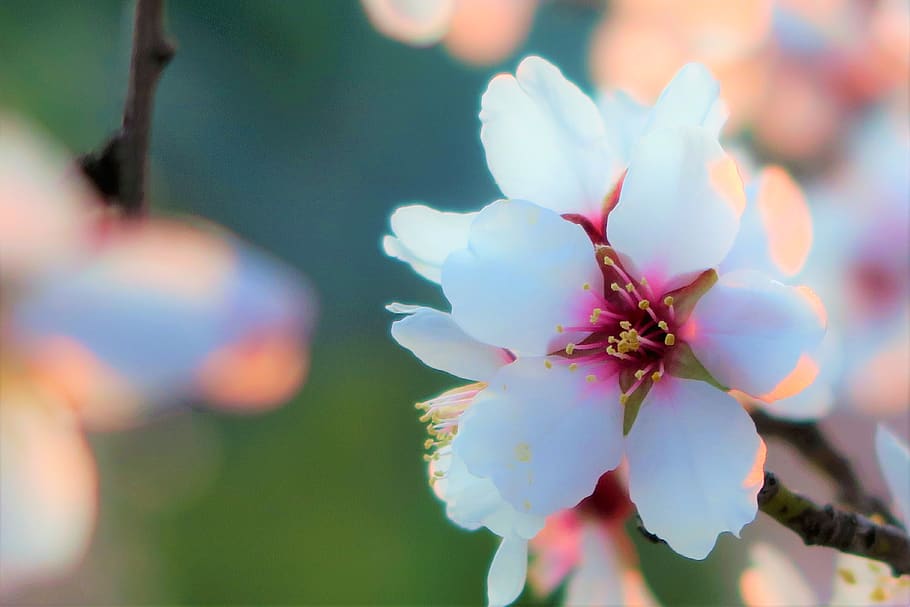 flower, almond, nature, tree, branch, spring, pink, white, plant HD wallpaper