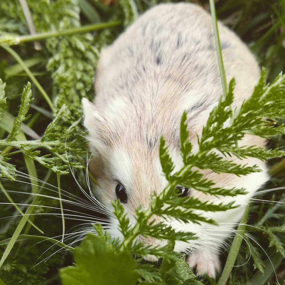 one animal, animal themes, mammal, plant, pets, rodent, animal wildlife HD wallpaper