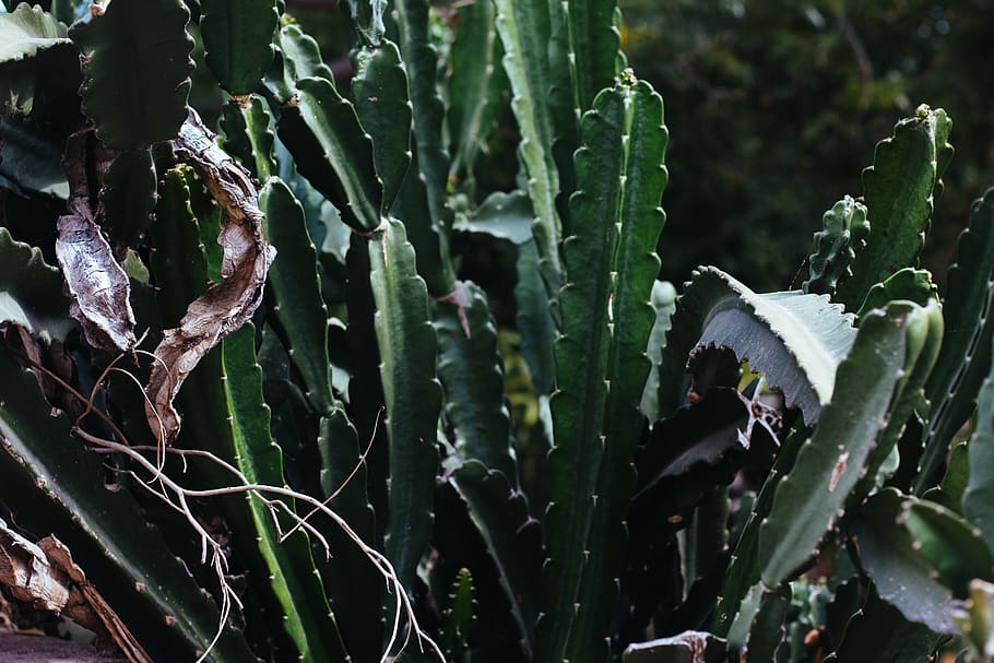 green cactus plant, aloe, agavaceae, bird, animal, anthus, root HD wallpaper