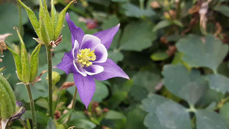 Purple columbine flower and seed pods closeup., columbine plant, HD wallpaper