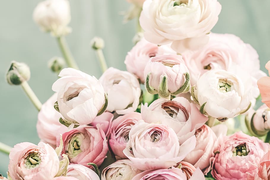 pink roses photography, flower, floral, bouquet, florist, pastel, HD wallpaper