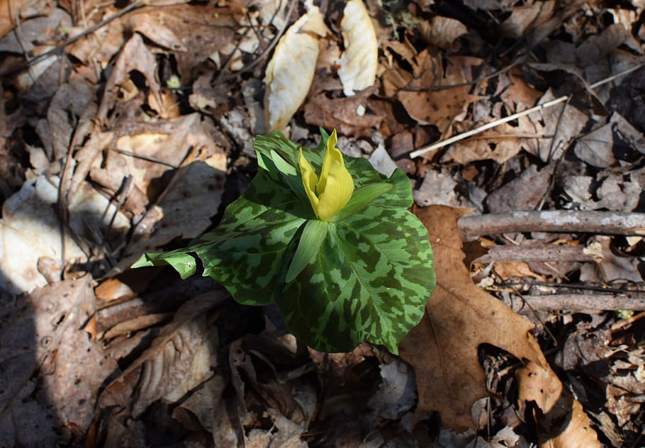 plant, leaf, flower, blossom, tn, oak ridge, us, soil, ground HD wallpaper