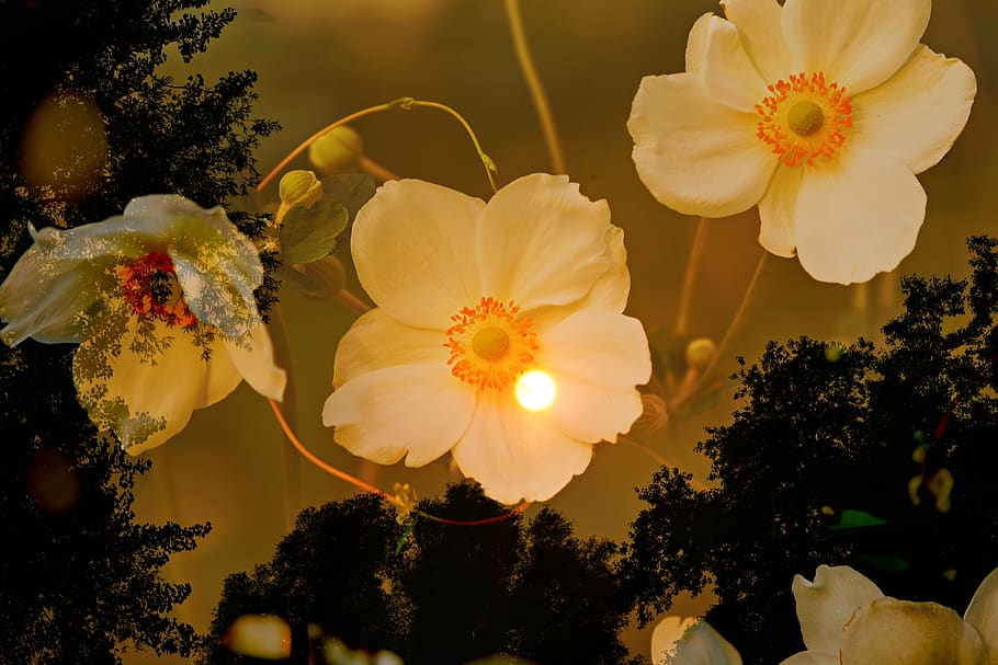 anemone, flower, plant, tree, skies, moon, fantasy, mysterious HD wallpaper
