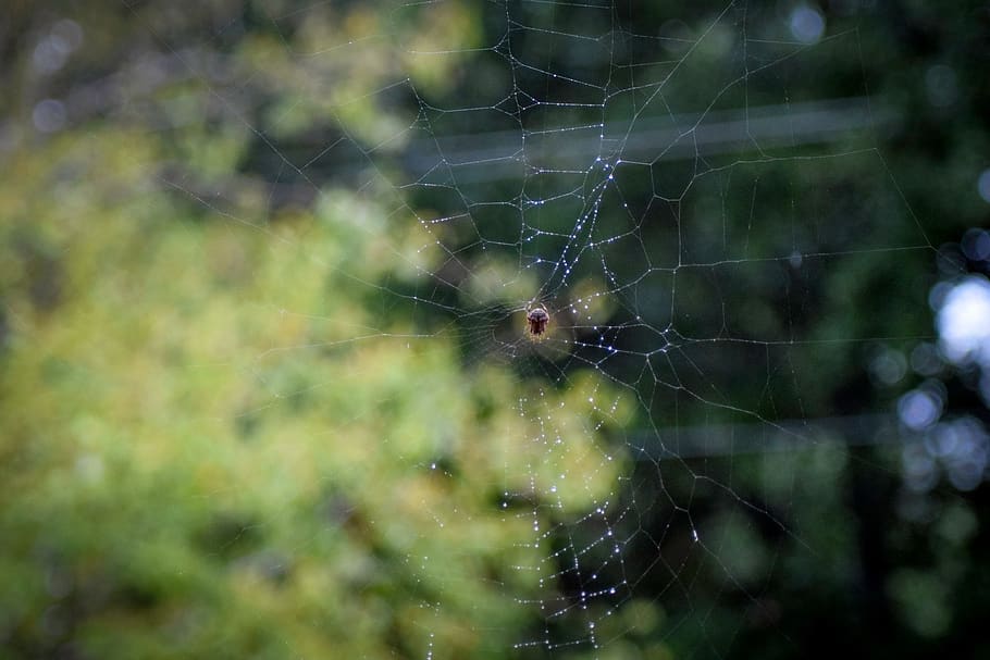 spider, spiderweb, dew, rain, raindrops, spider web, selective focus HD wallpaper