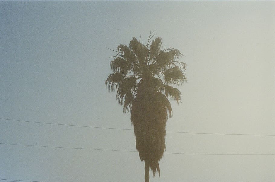 palm tree, sky, tropical climate, plant, nature, no people HD wallpaper