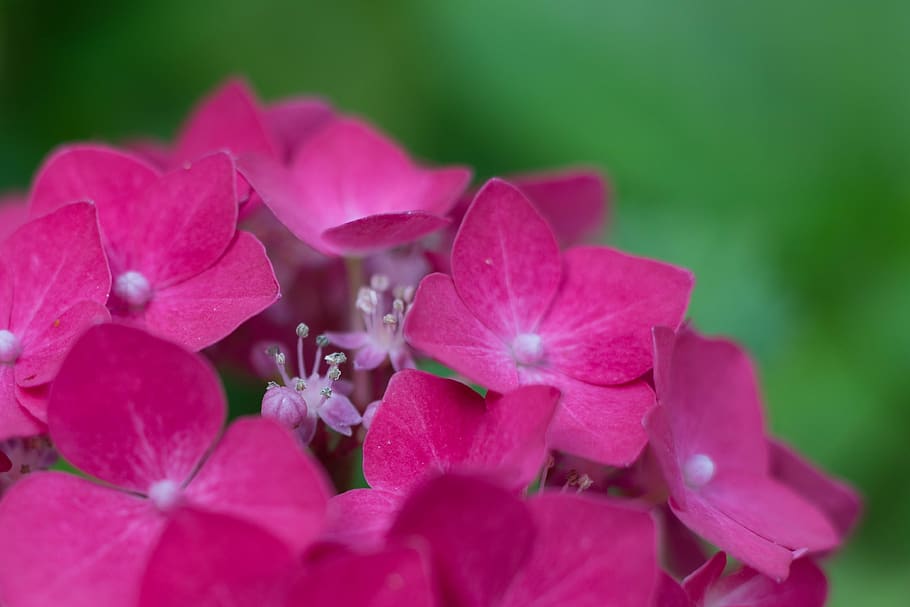 hydrangea, pink, macro, flower, flowers, hydrangea family, sierheester HD wallpaper