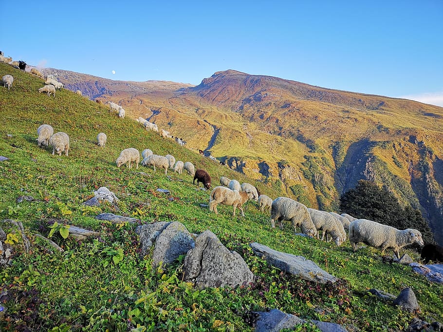 animal, mountain, sky, mammal, domestic animals, pets, livestock HD wallpaper