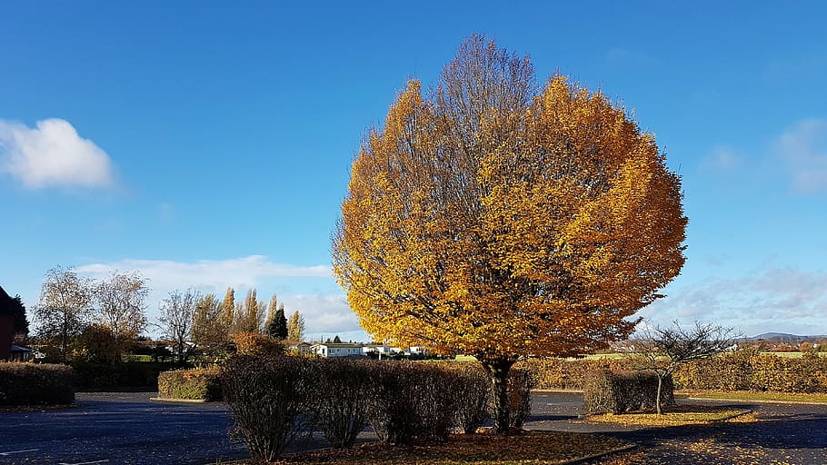 tree, autumn, landscape, nature, sky, plant, beauty in nature HD wallpaper