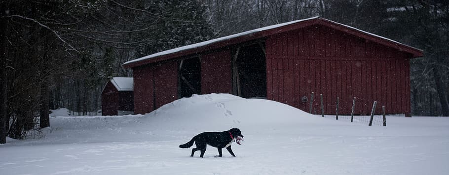 dog walking on snow, domestic animals, winter, mammal, canine HD wallpaper