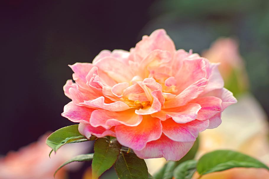 rose, flower, rose bloom, garden, blossom, nature, garden plant HD wallpaper