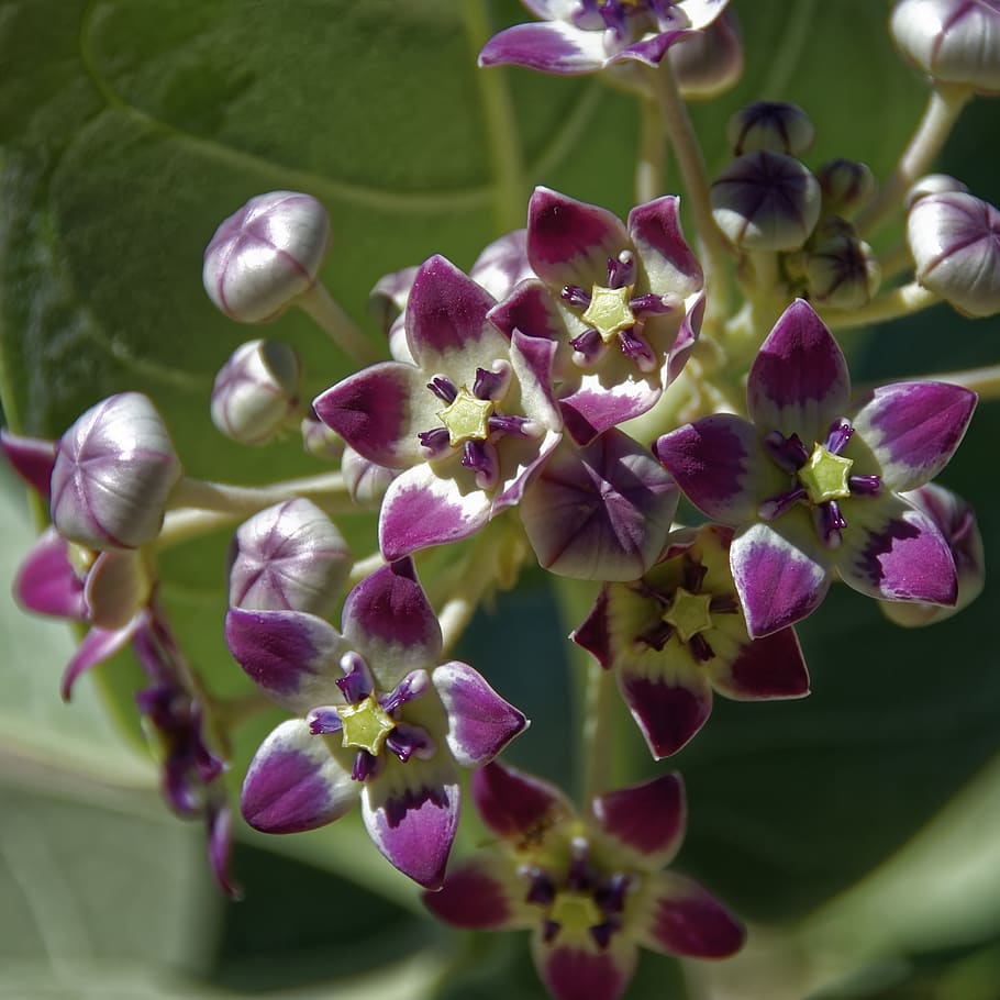 oman, plant, flower, bloom, nature, flora, botany, blossom HD wallpaper