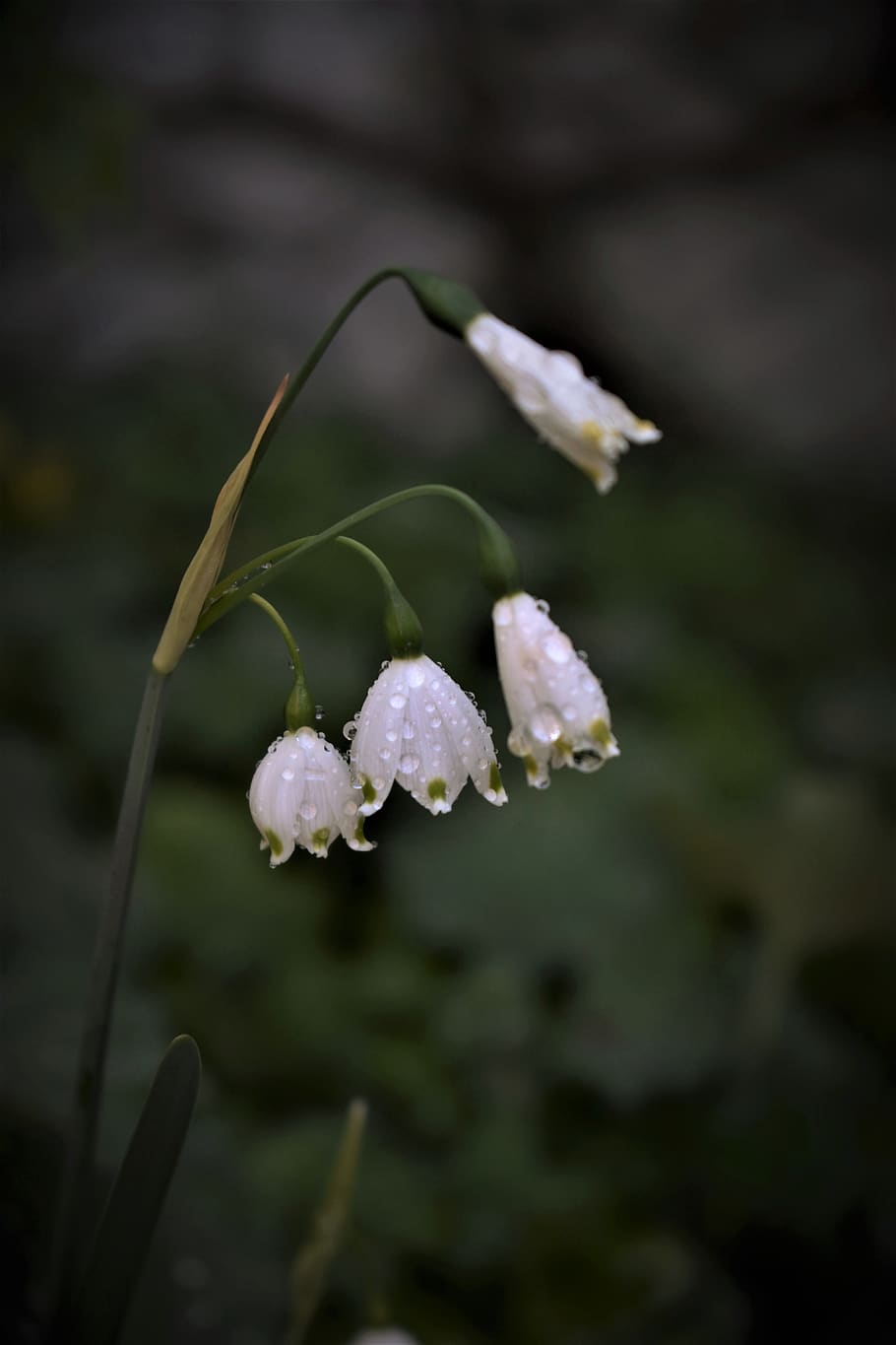 lily of the valley, spring, plant, garden, flower, blossom