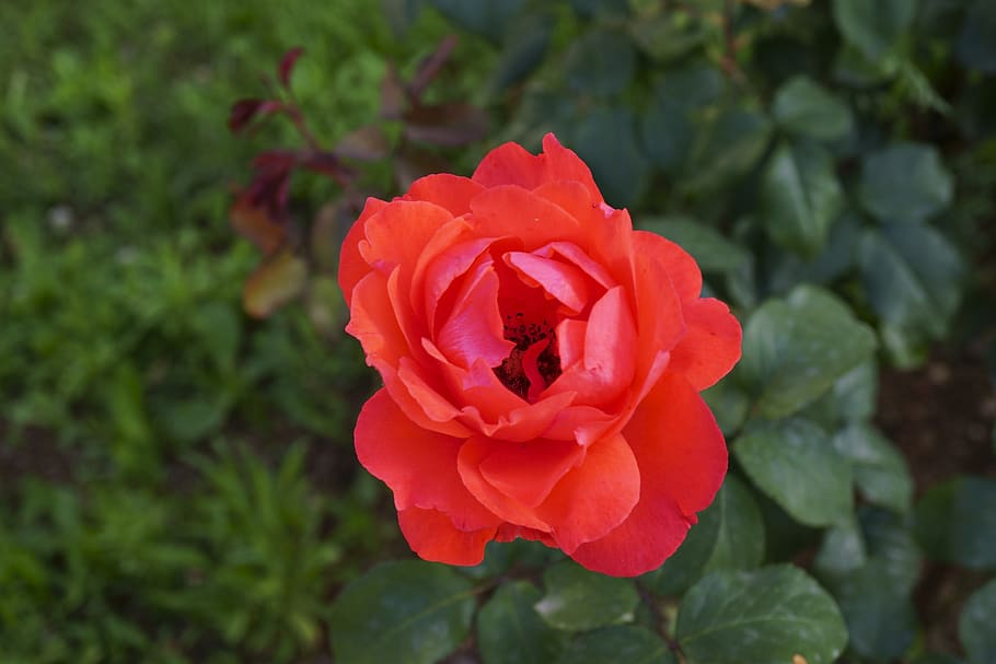 flower, color, spring, flora, plant, leaves, natural, reflection HD wallpaper